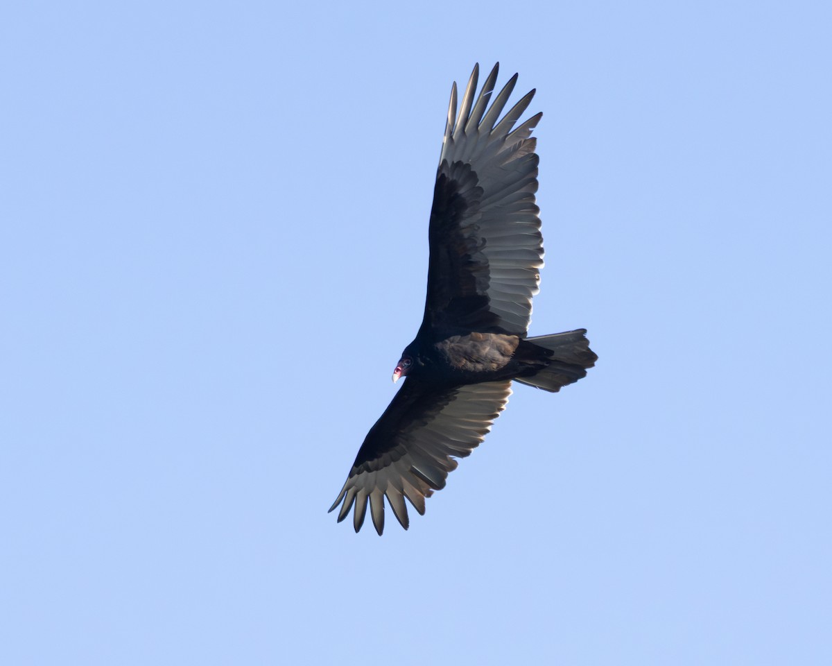 Turkey Vulture - ML646427835