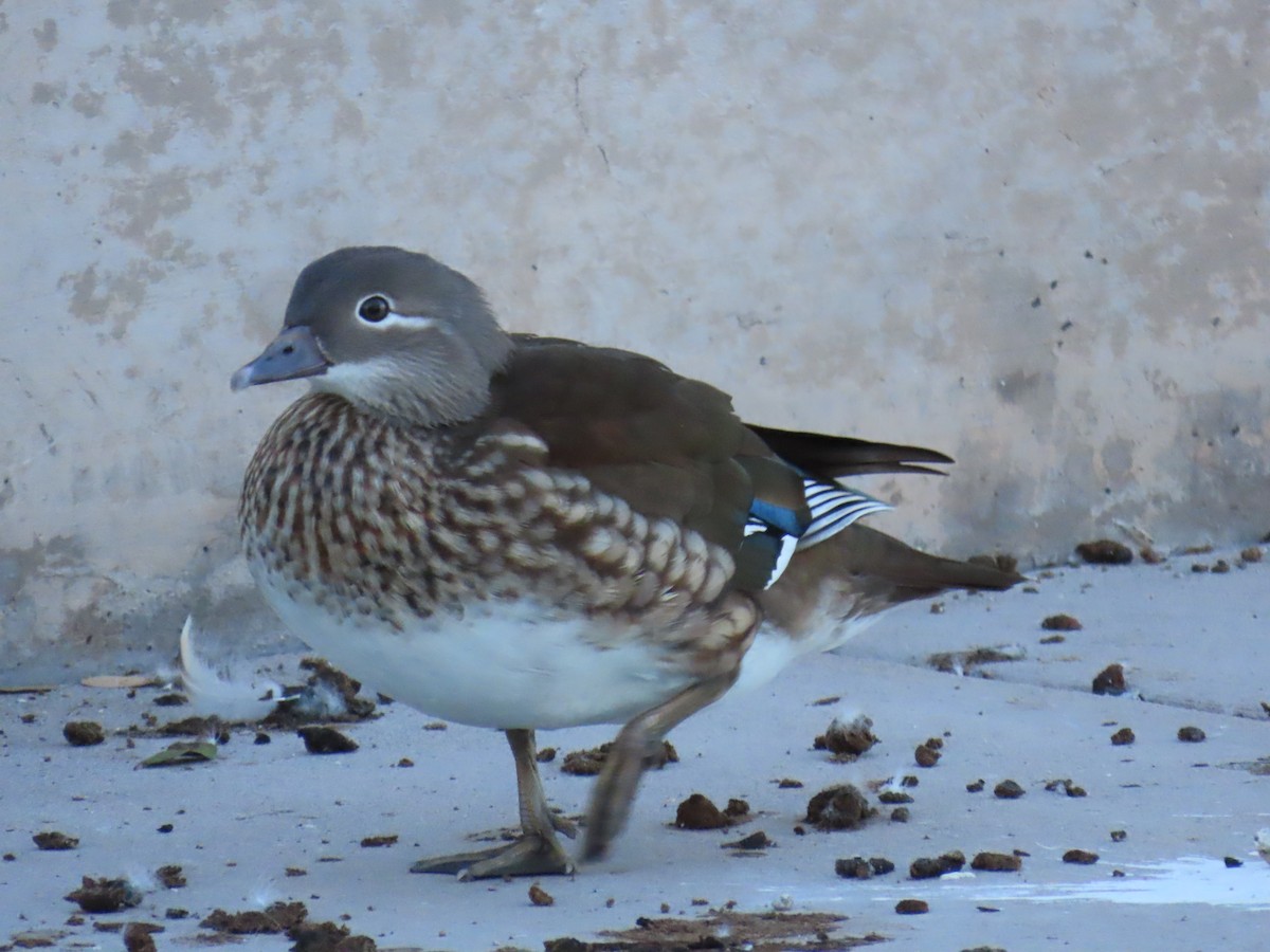 Mandarin Duck - ML646427838