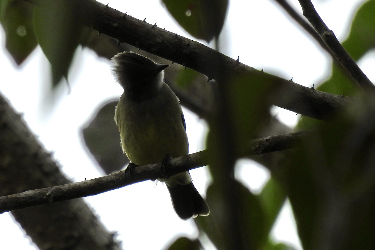 Yellow-bellied Elaenia - ML646427842