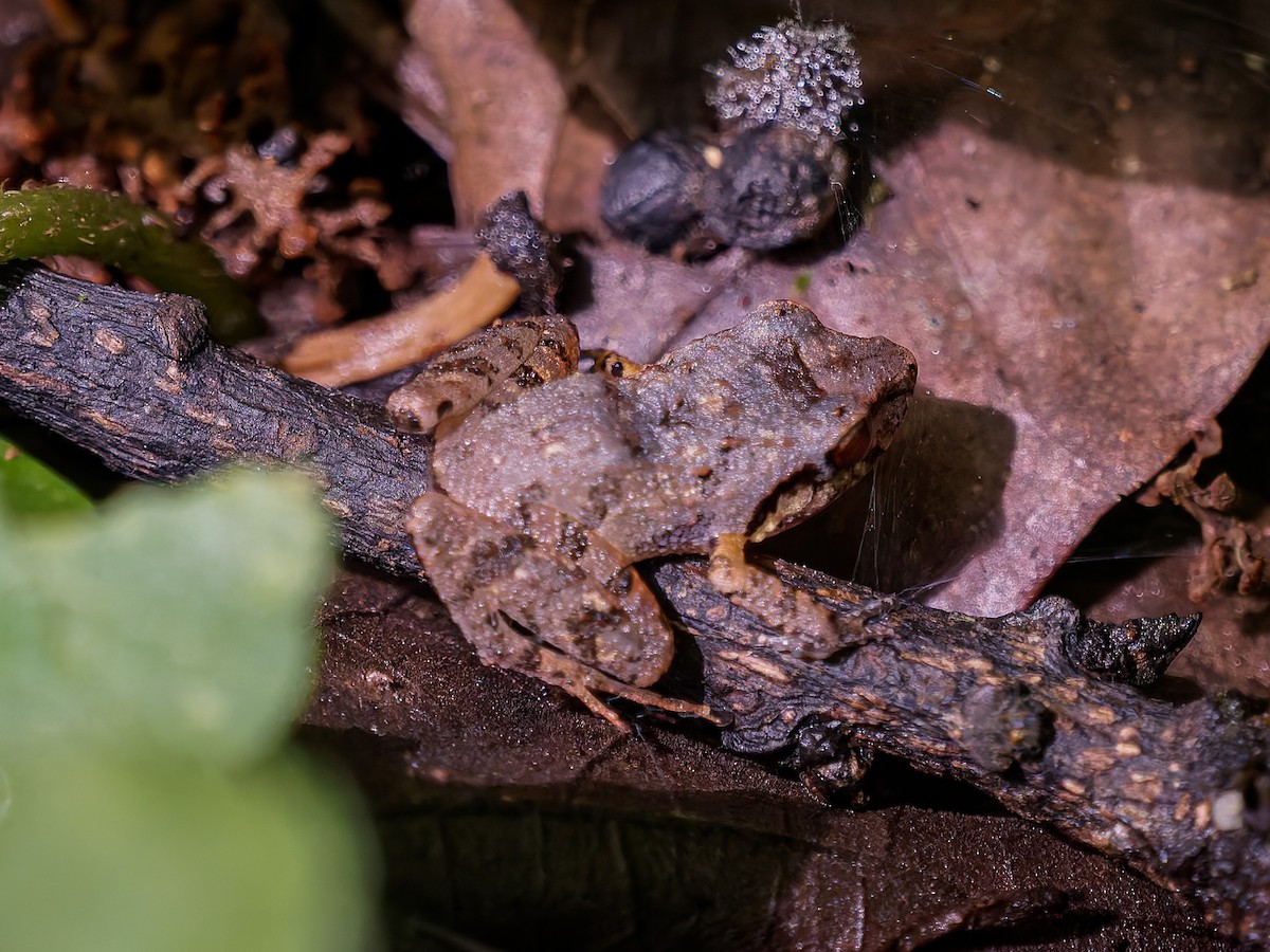 Animals - ML646427844