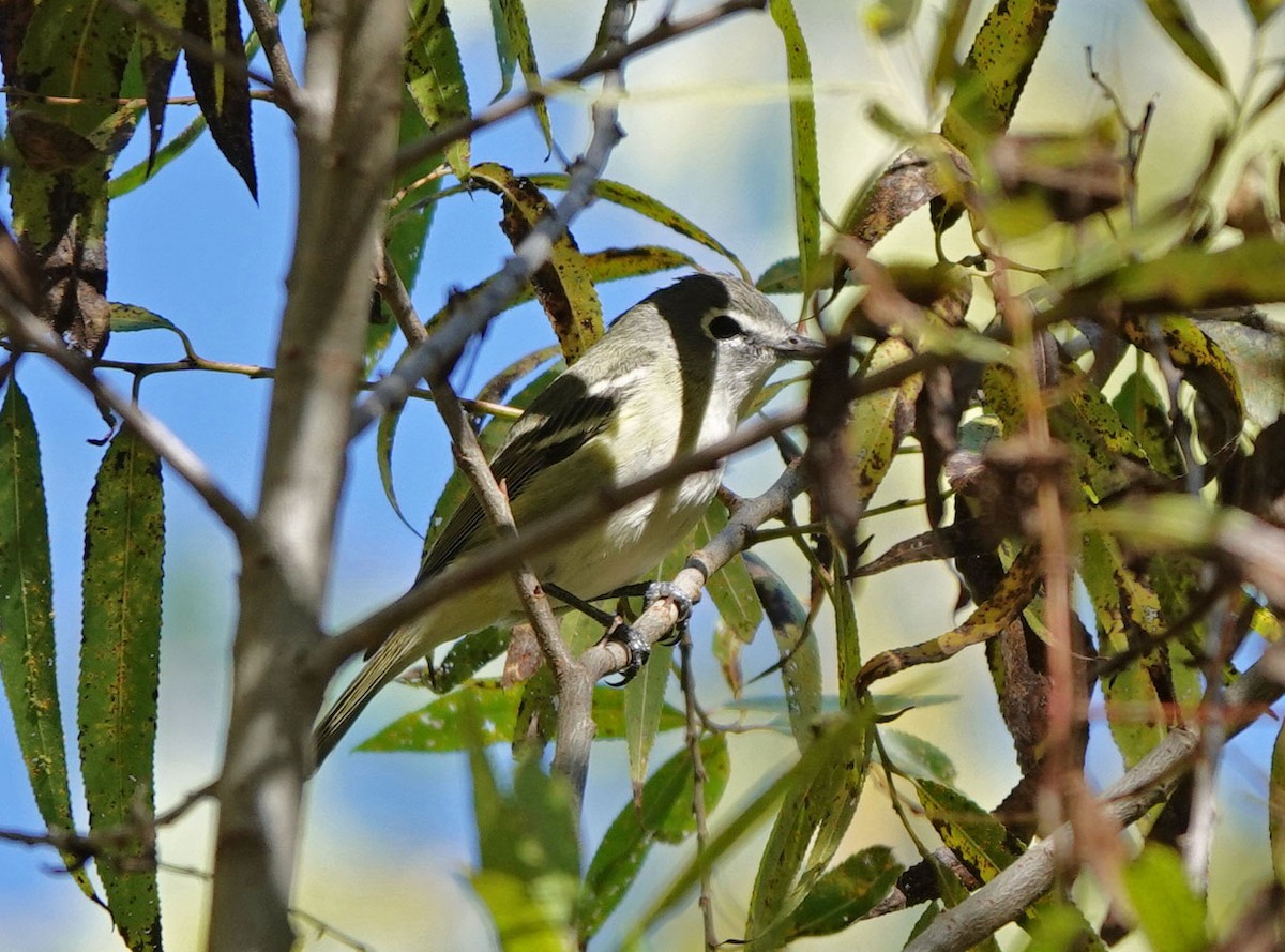 Cassin's Vireo - ML646427846