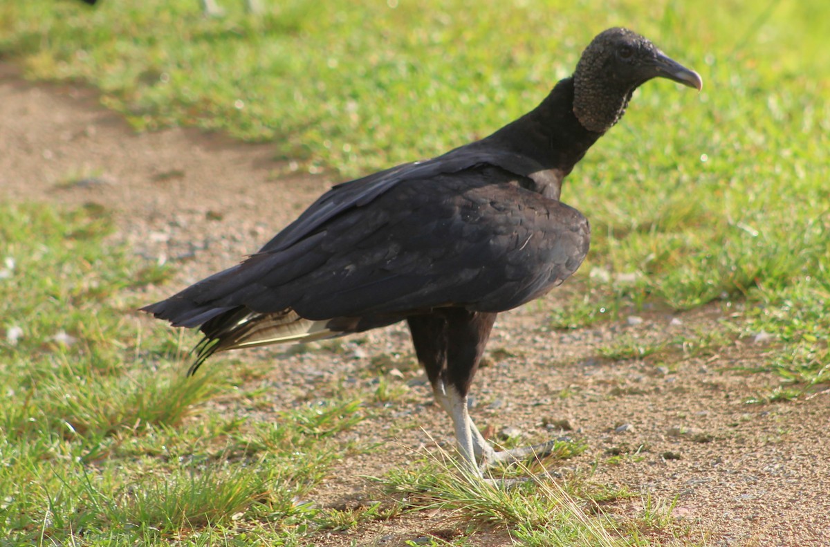 Black Vulture - ML646427847
