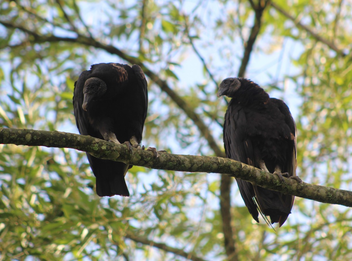 Black Vulture - ML646427848