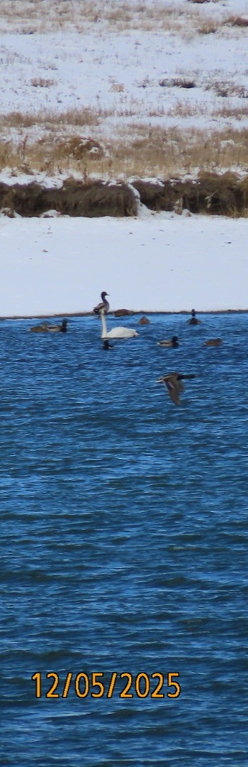 Trumpeter Swan - ML646427849