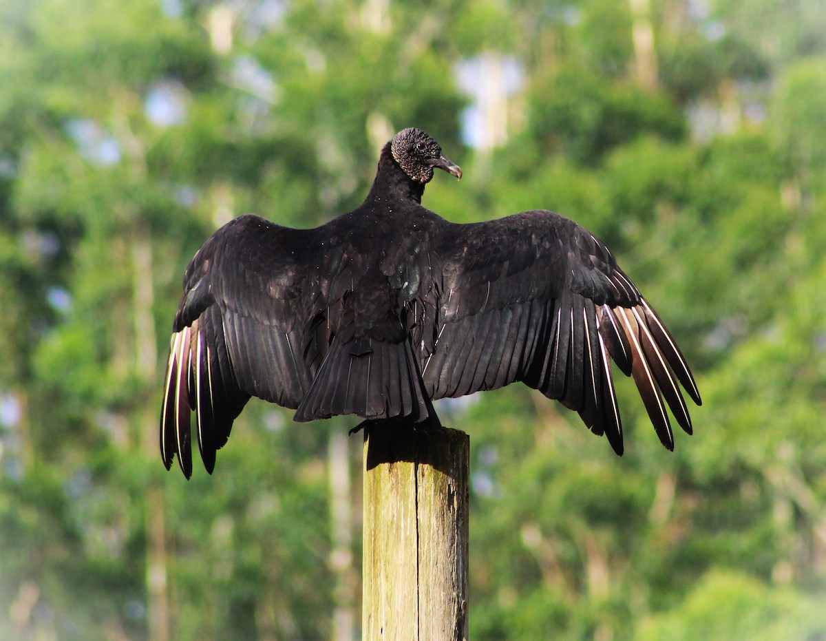 Black Vulture - ML646427850