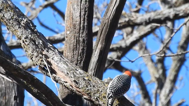 Red-bellied Woodpecker - ML646427851