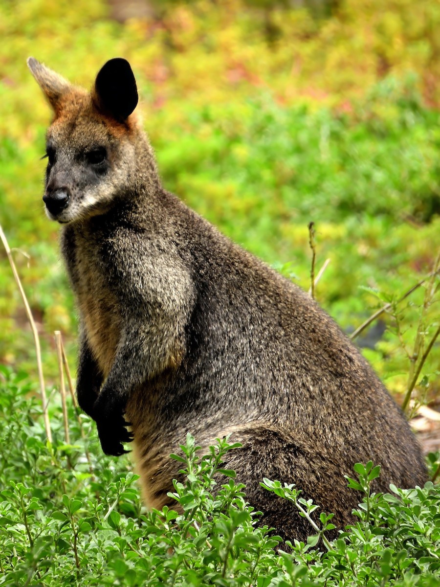 Swamp Wallaby - ML646427852