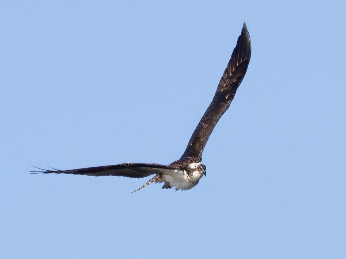 Osprey - ML646427853