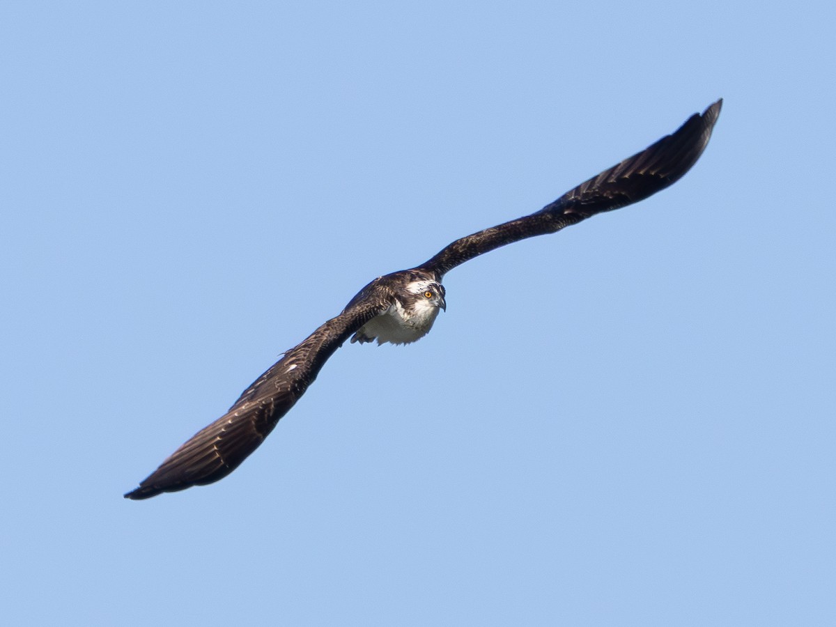 Osprey - ML646427854