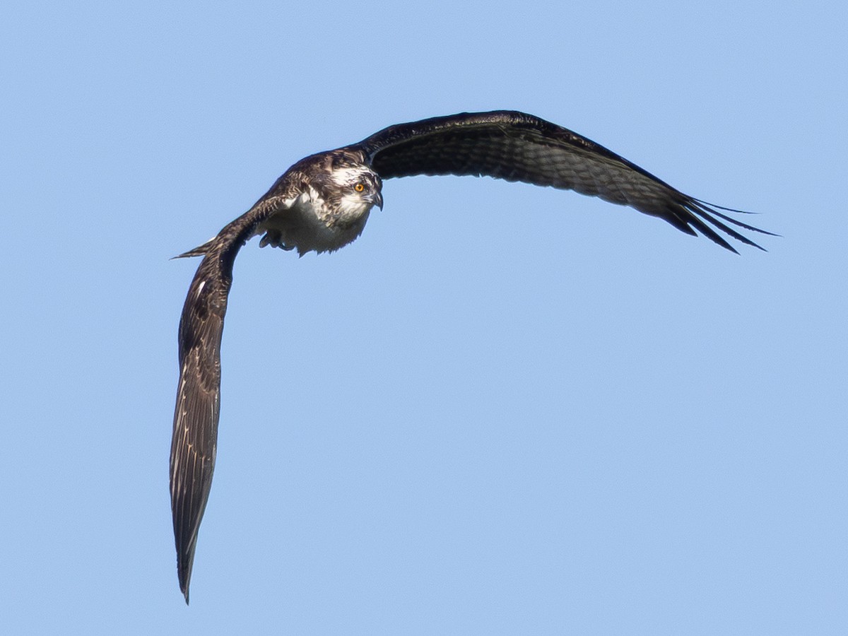 Osprey - ML646427855