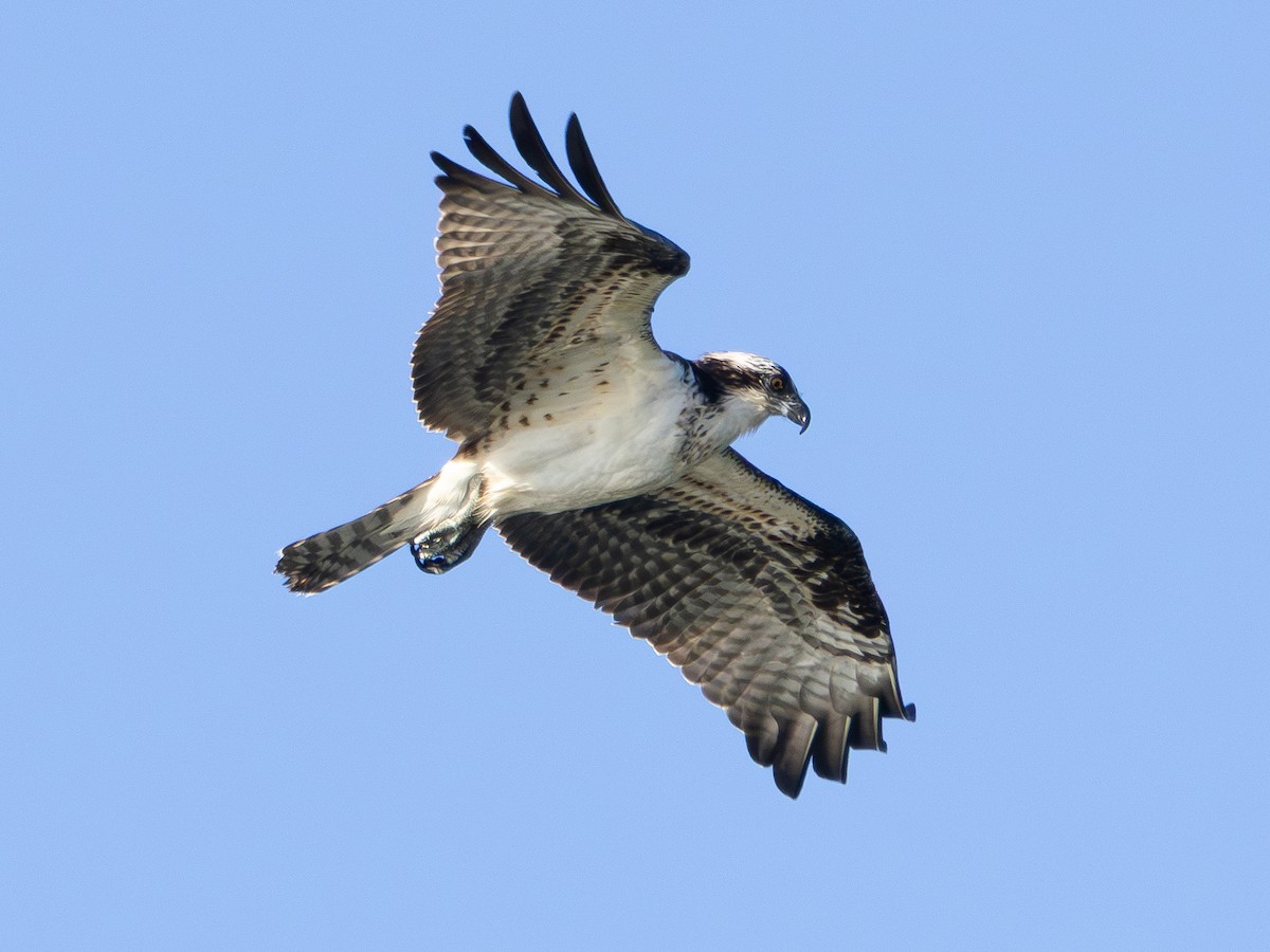Osprey - ML646427856