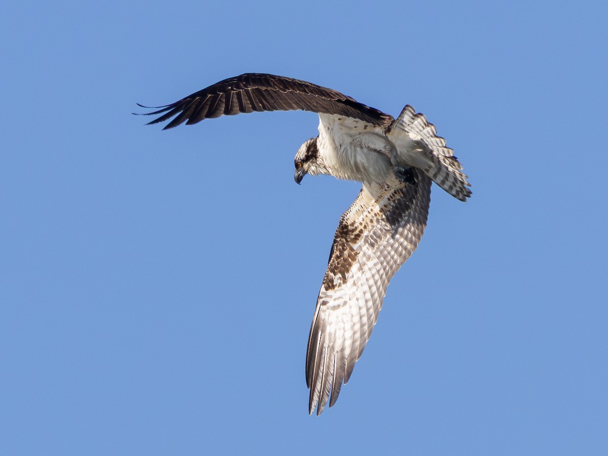 Osprey - ML646427857