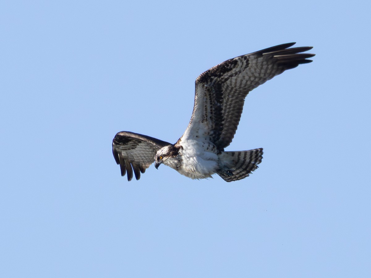 Osprey - ML646427858