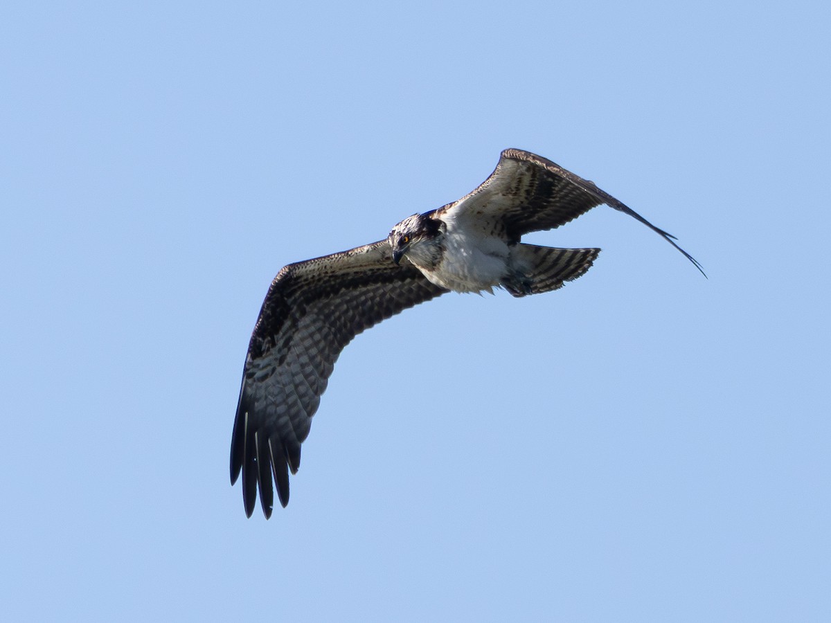 Osprey - ML646427859