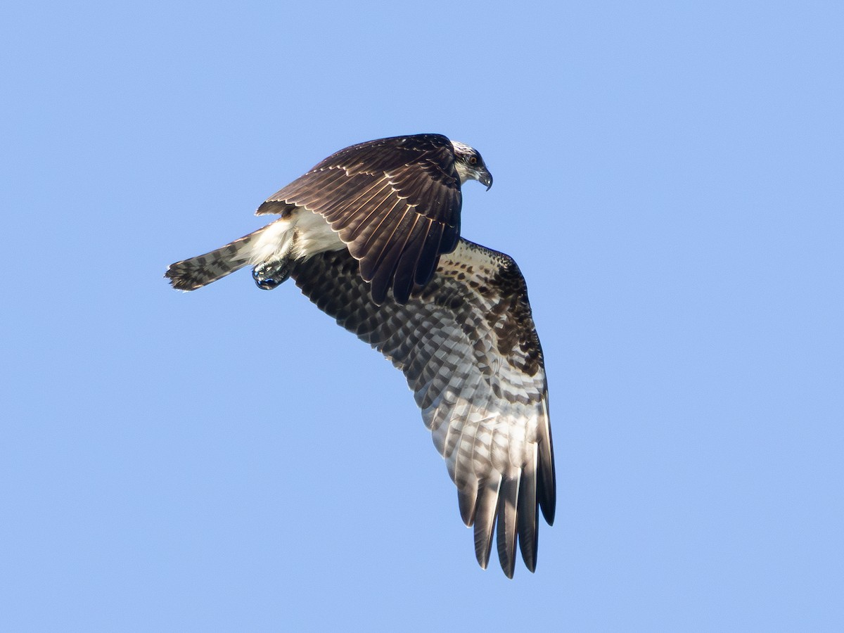 Osprey - ML646427860