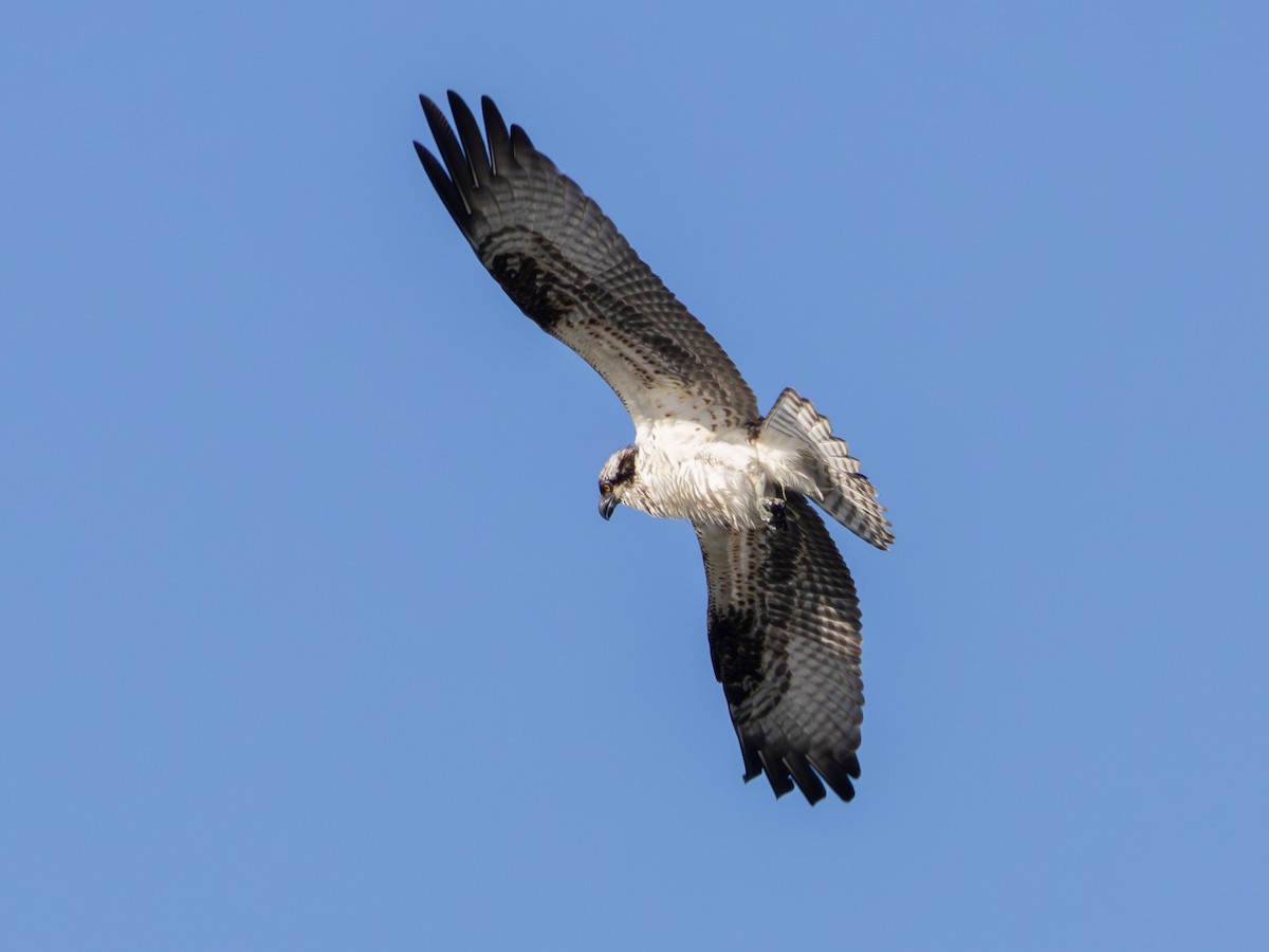 Osprey - ML646427861