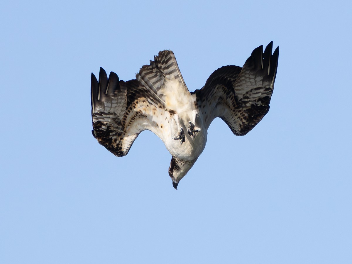 Osprey - ML646427862