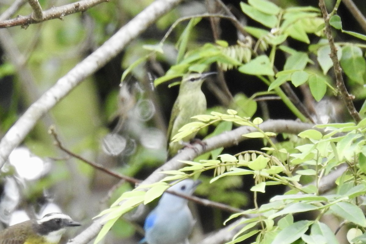 Red-legged Honeycreeper - ML646427863