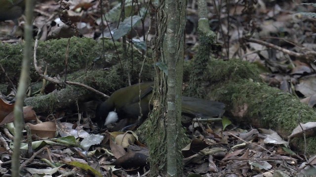 kosovec zvučnohlasý - ML646427864