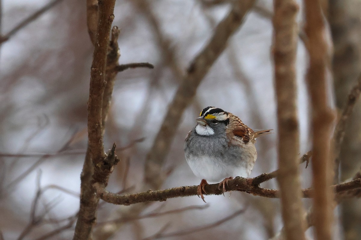 White-throated Sparrow - ML646427865