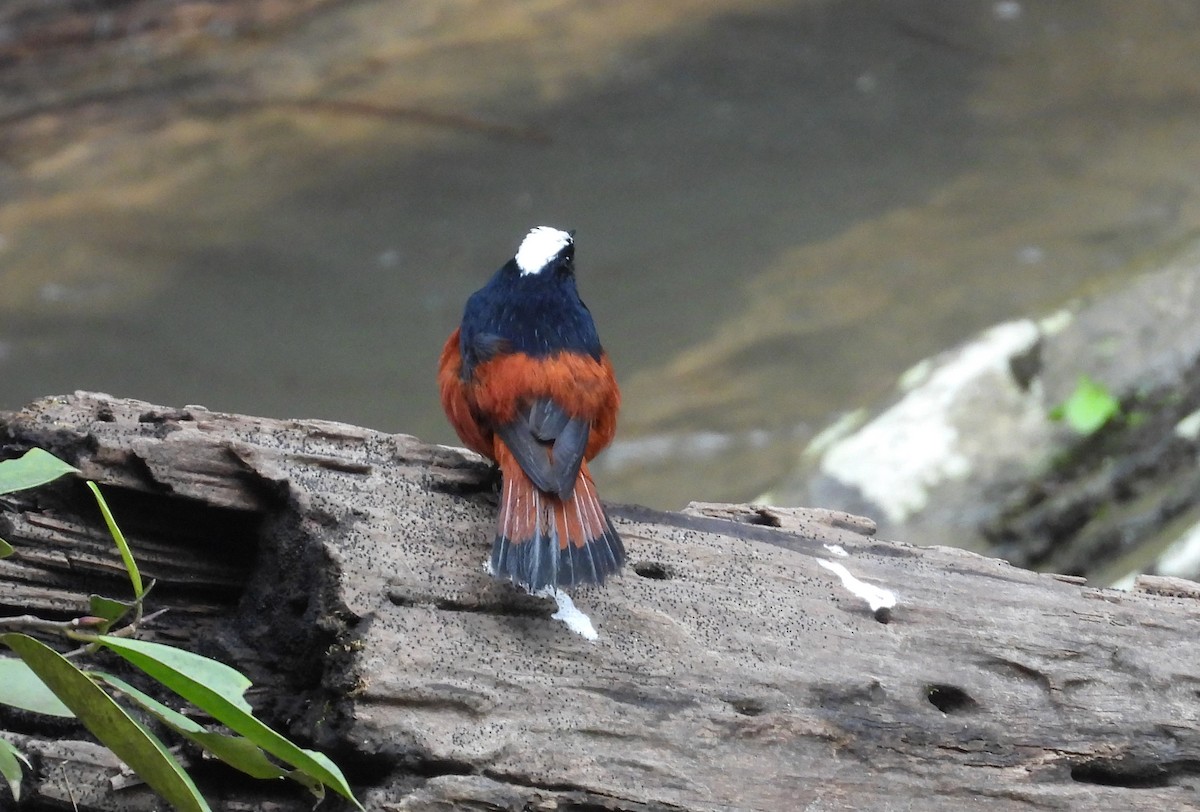 White-capped Redstart - ML646427866
