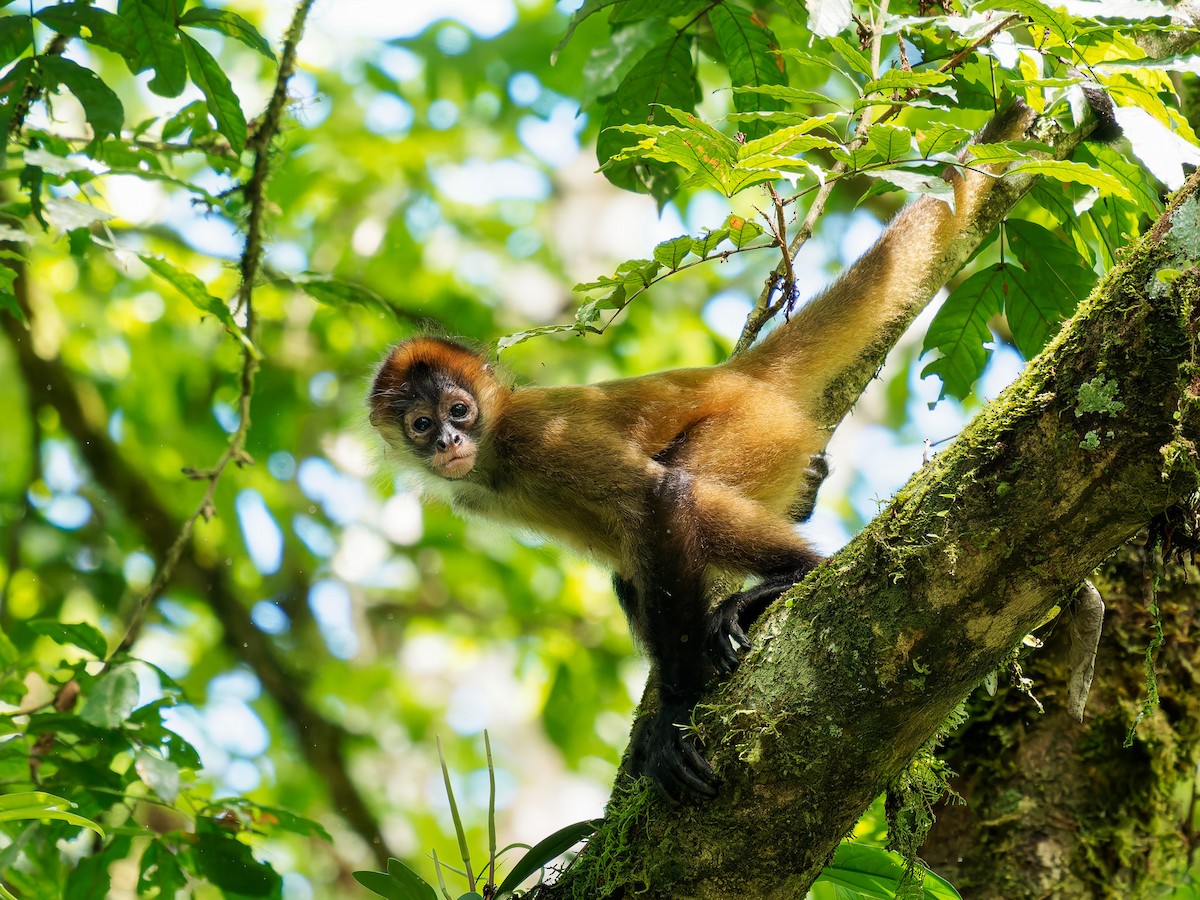 Animals - ML646427867