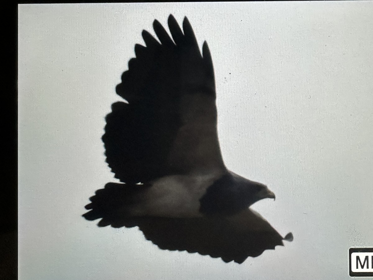 Black-chested Buzzard-Eagle - ML646427868