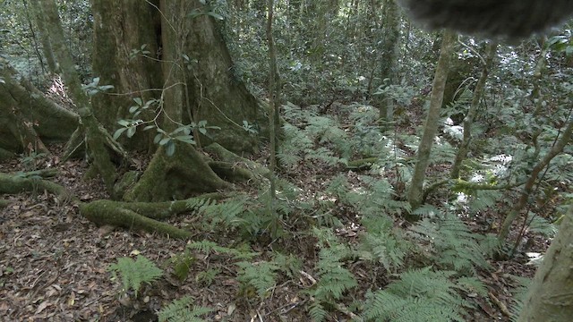 kosovec zvučnohlasý - ML646427869