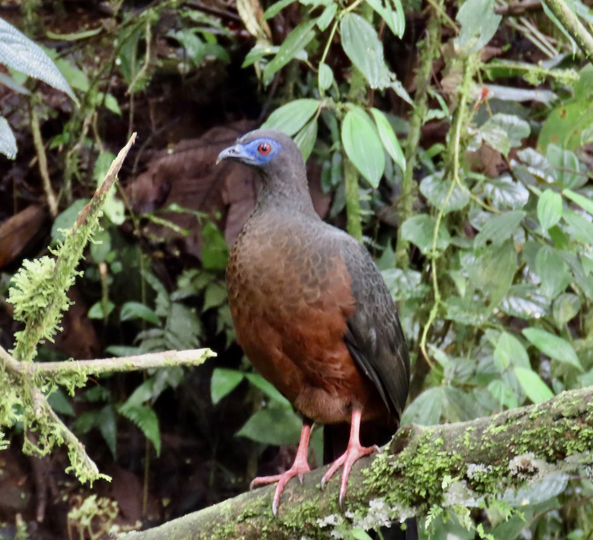 Sickle-winged Guan - ML646427877