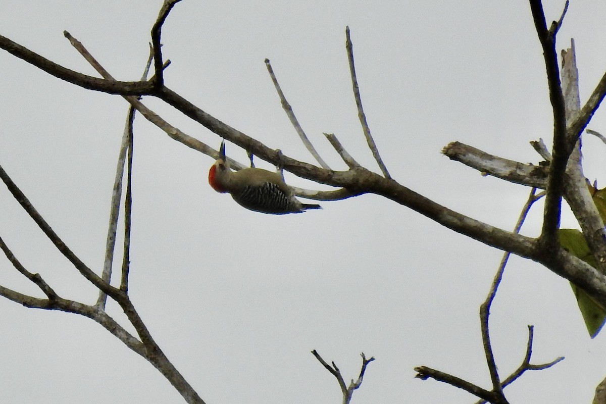 Red-crowned Woodpecker - ML646427878