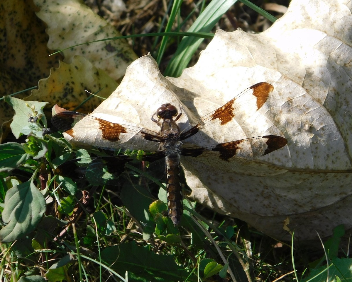 Common Whitetail - ML646427879