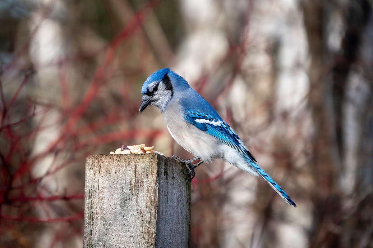Blue Jay - ML646427880