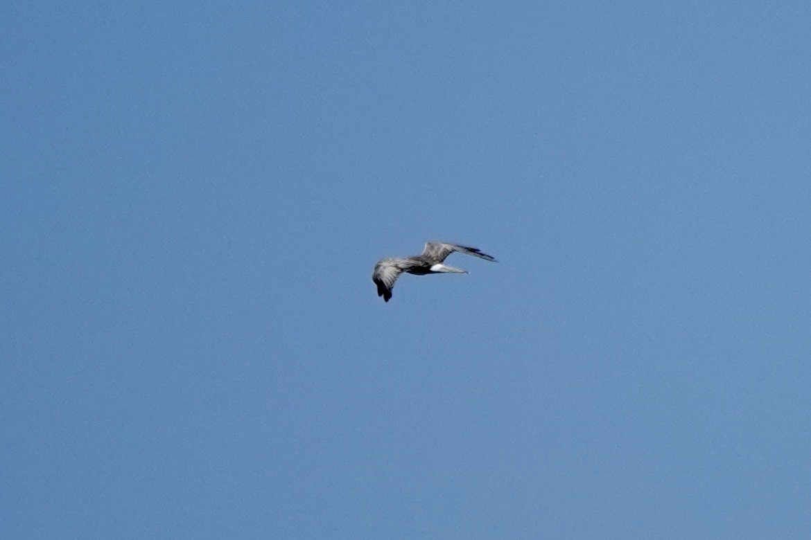 Northern Harrier - ML646427882