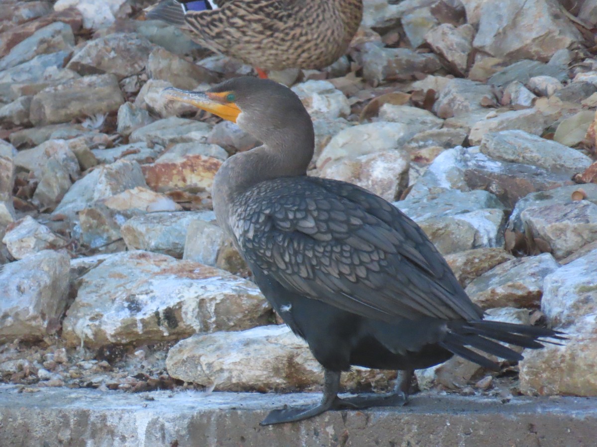Double-crested Cormorant - ML646427883