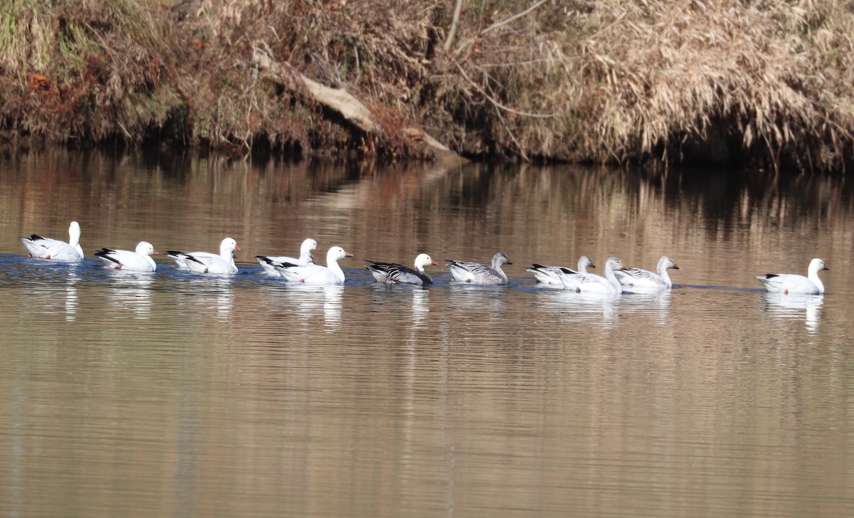 Snow Goose - ML646427884
