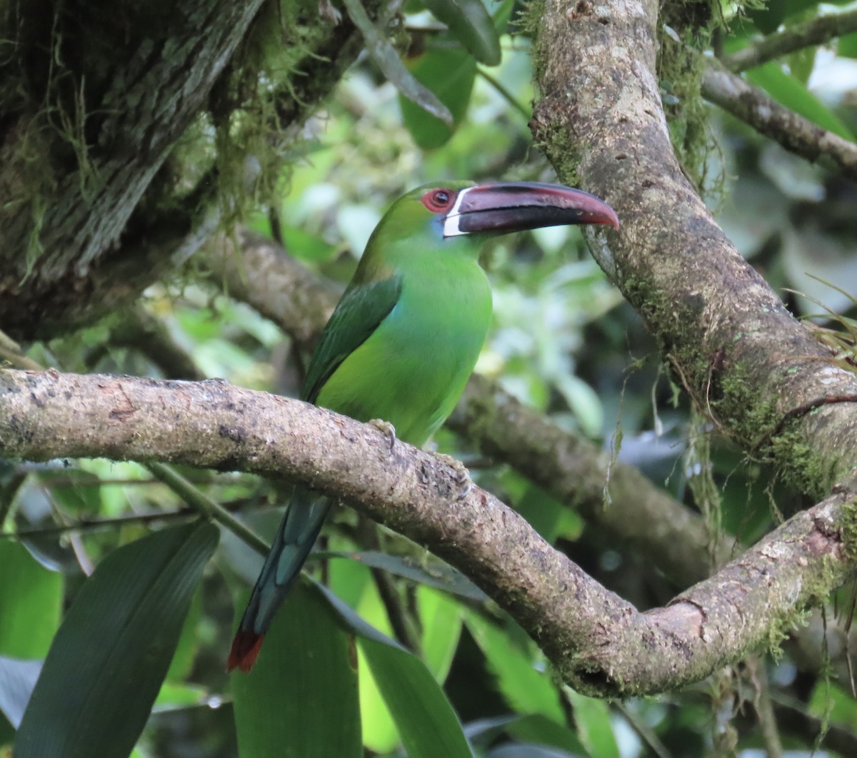 Crimson-rumped Toucanet - ML646427885