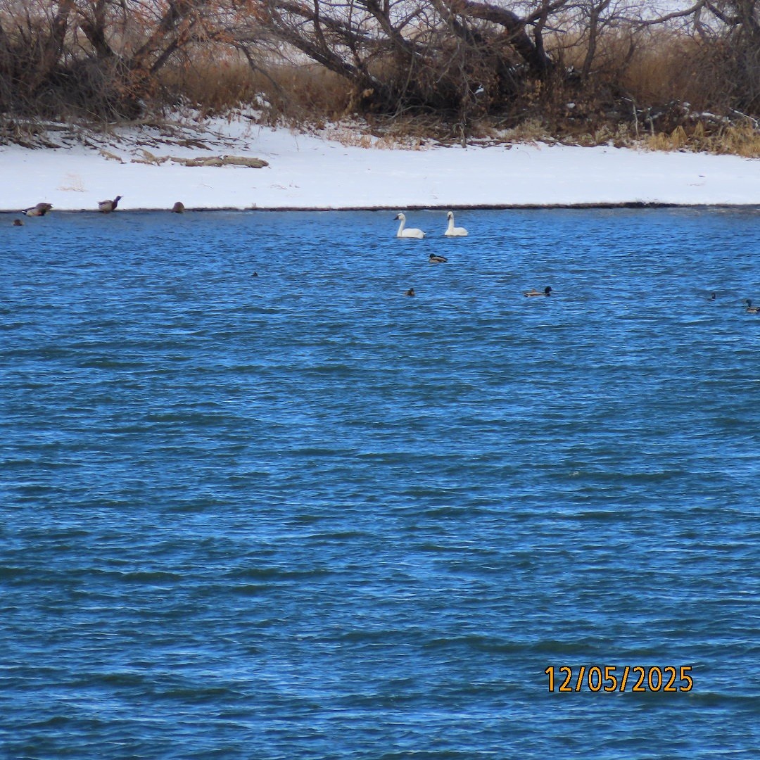 Tundra Swan - ML646427886