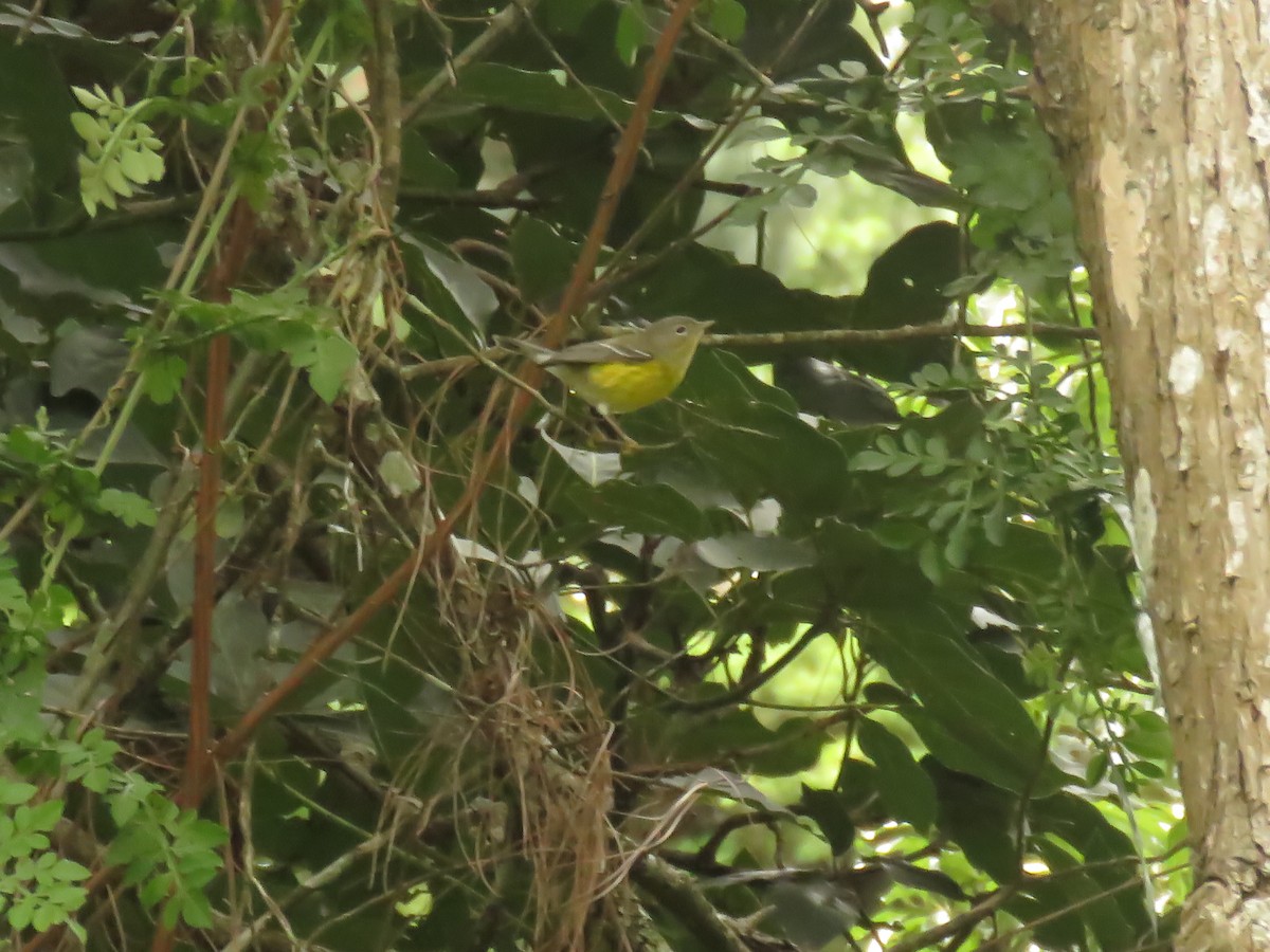 Magnolia Warbler - ML646427887