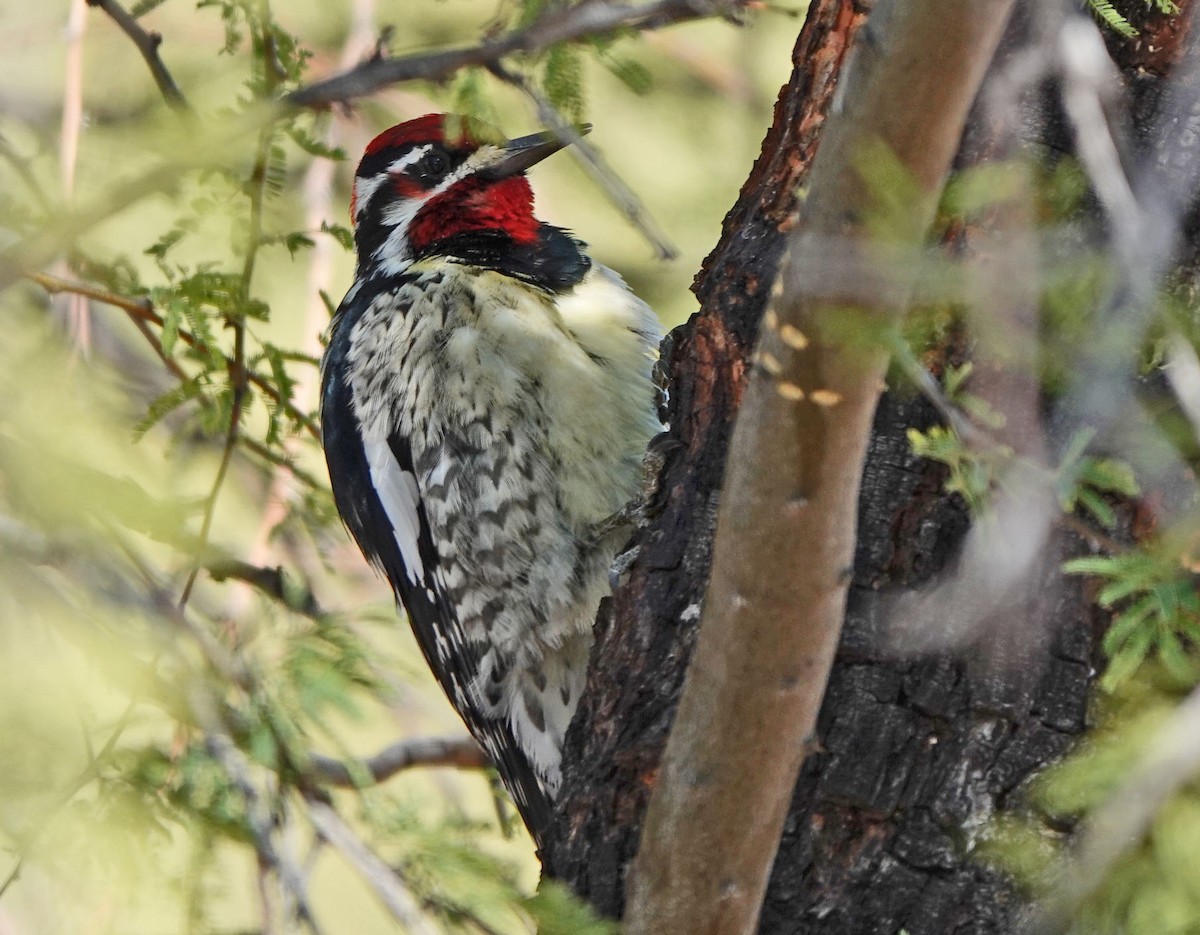 Red-naped Sapsucker - ML646427891