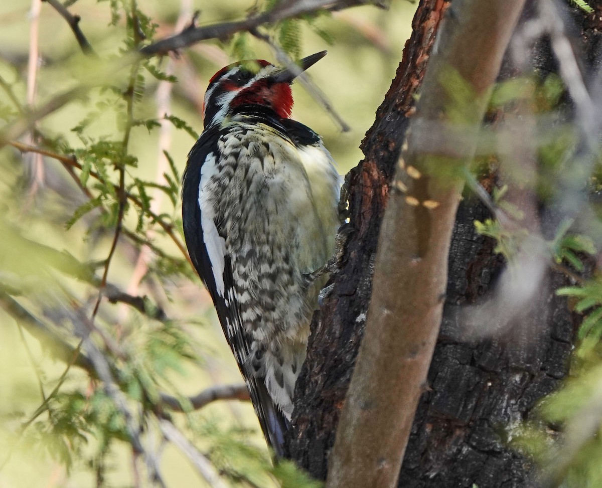 Red-naped Sapsucker - ML646427892
