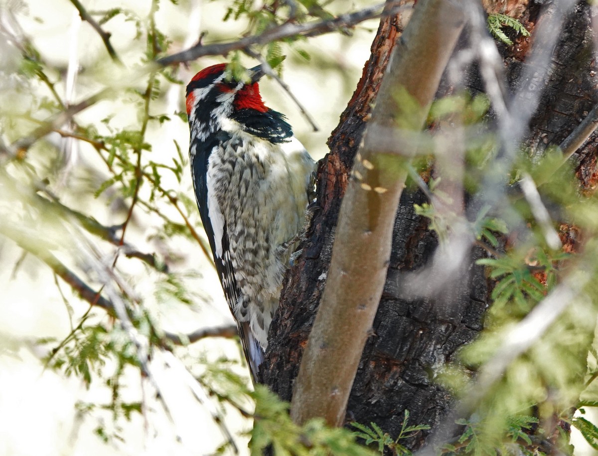 Red-naped Sapsucker - ML646427893