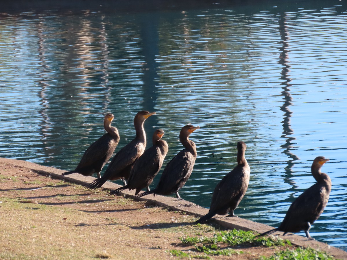 Double-crested Cormorant - ML646427894