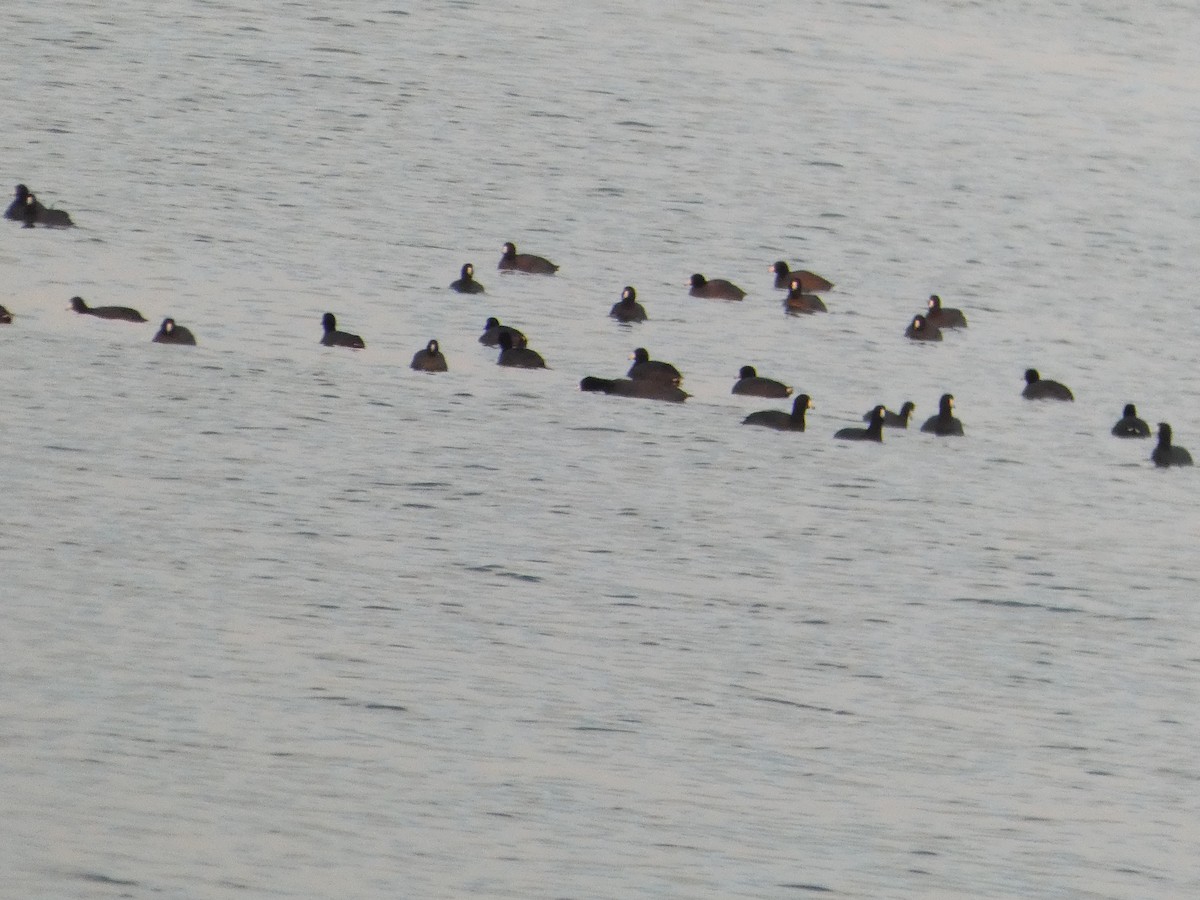 Лиска американська - ML646427895