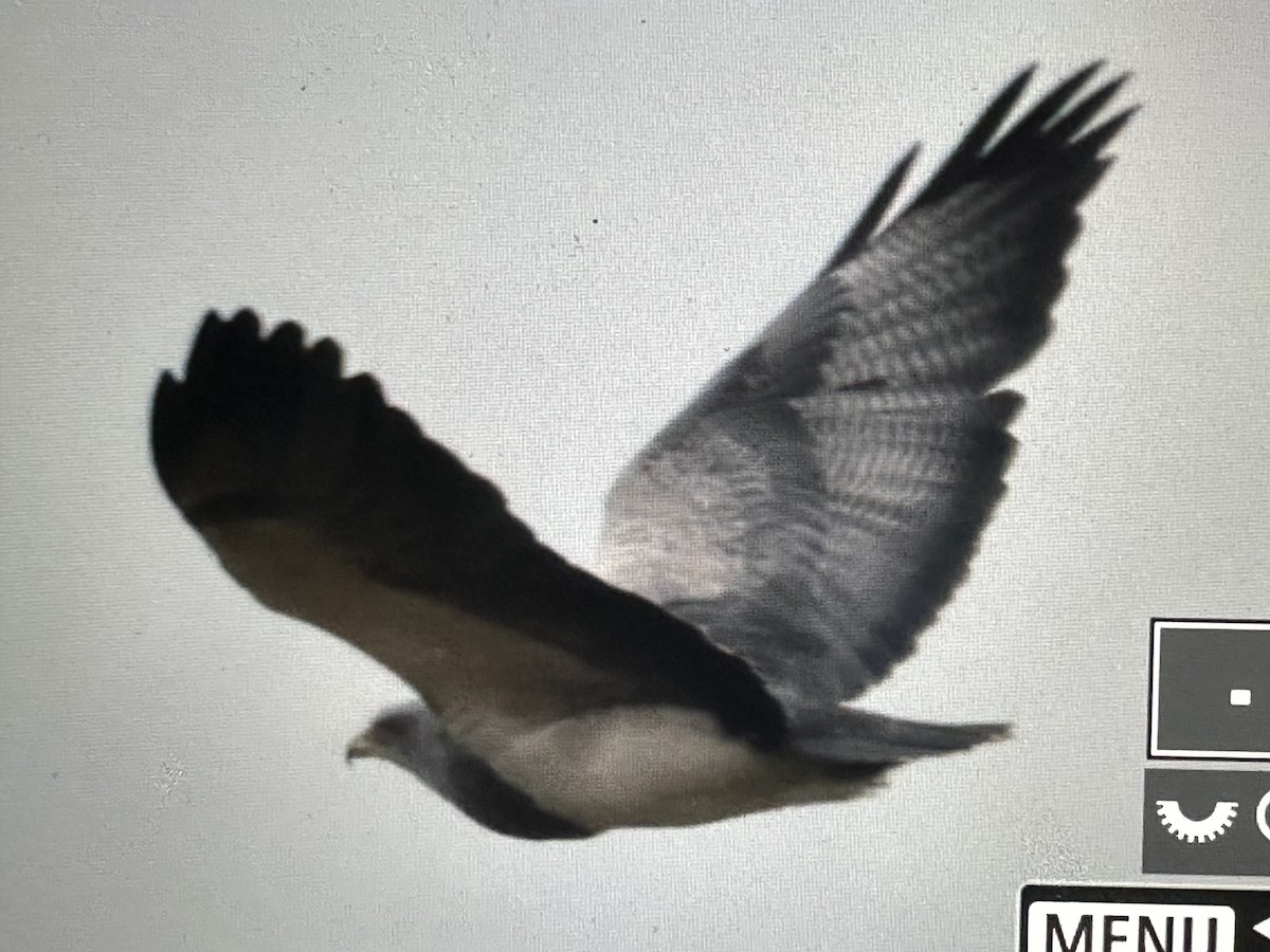 Black-chested Buzzard-Eagle - ML646427896