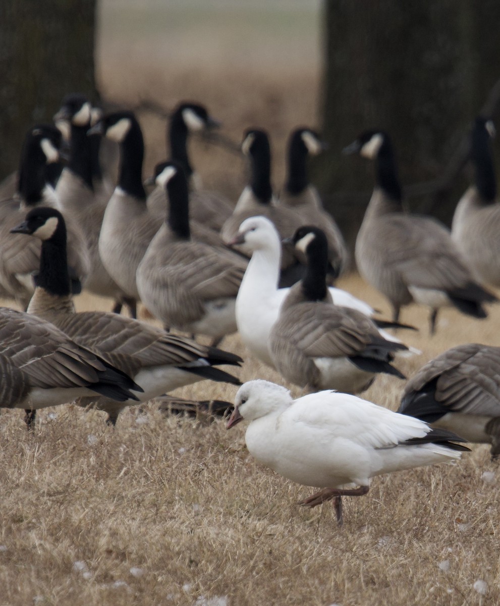 Ross's Goose - ML646427900