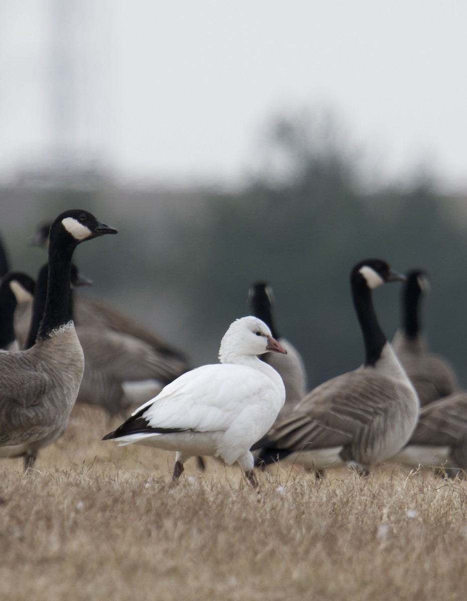 Ross's Goose - ML646427901