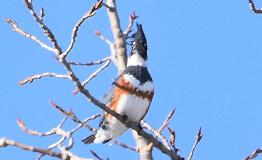 Belted Kingfisher - ML646427902