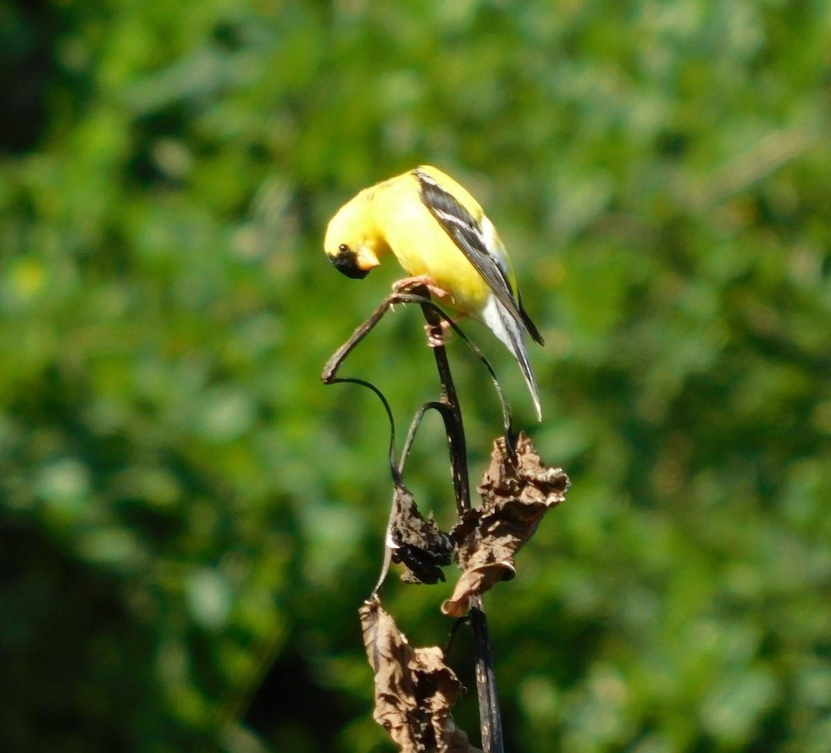 Altın İskete - ML646427904