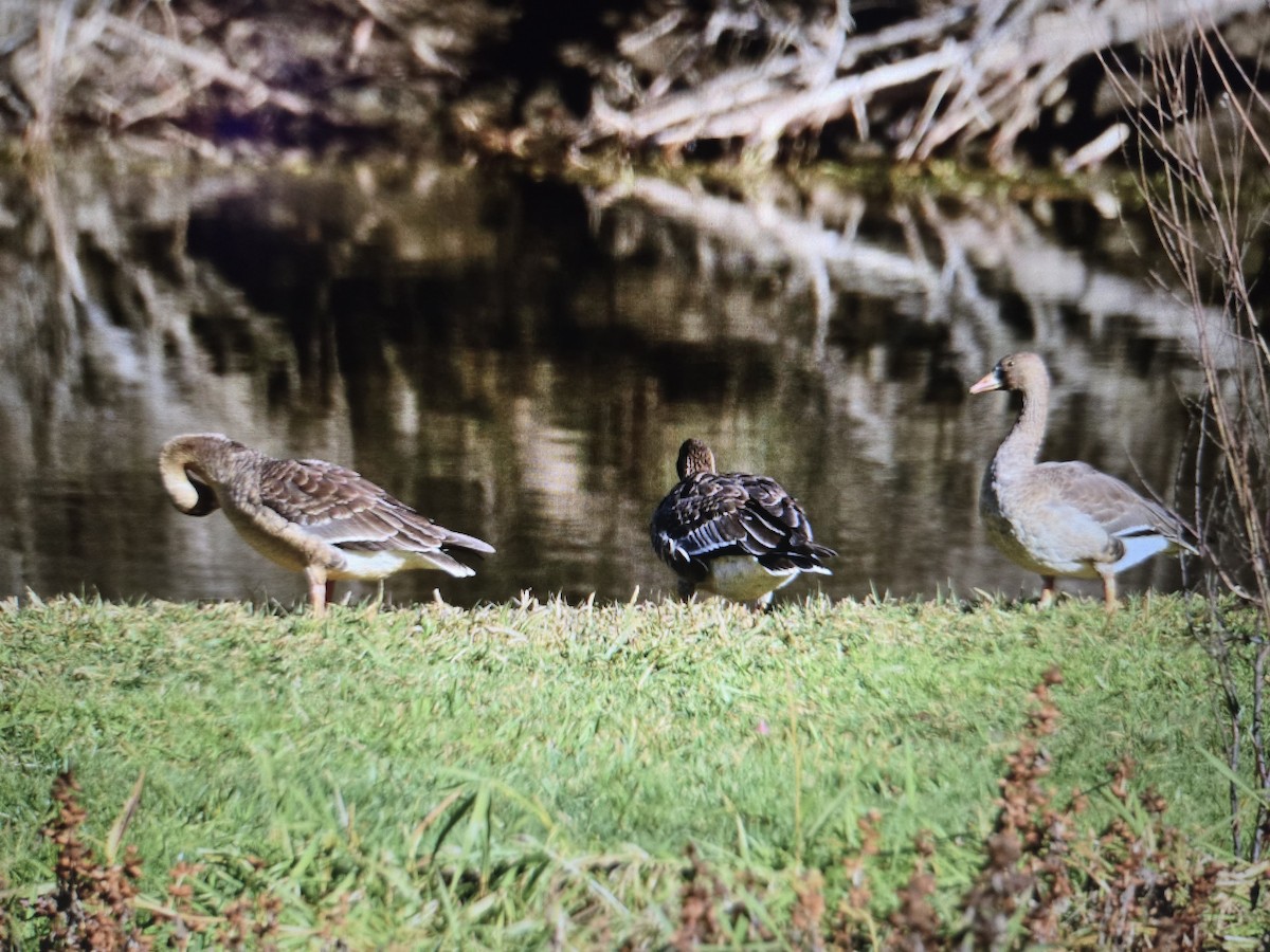 Greater White-fronted Goose - ML646427916