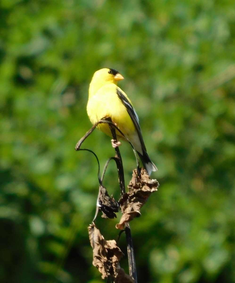 Altın İskete - ML646427921